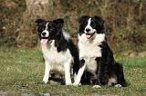 BORDER COLLIE 859